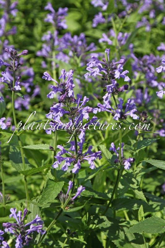 Nepeta sibirica