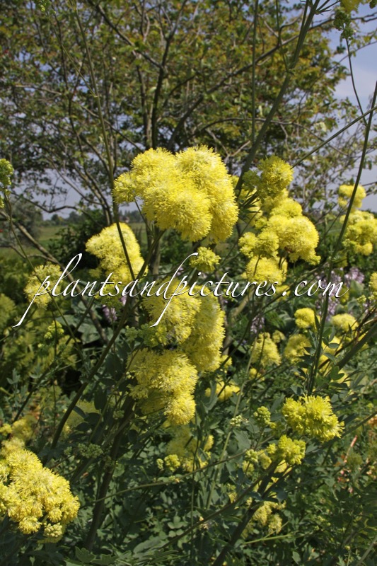 Thalictrum flavum subsp. glaucum