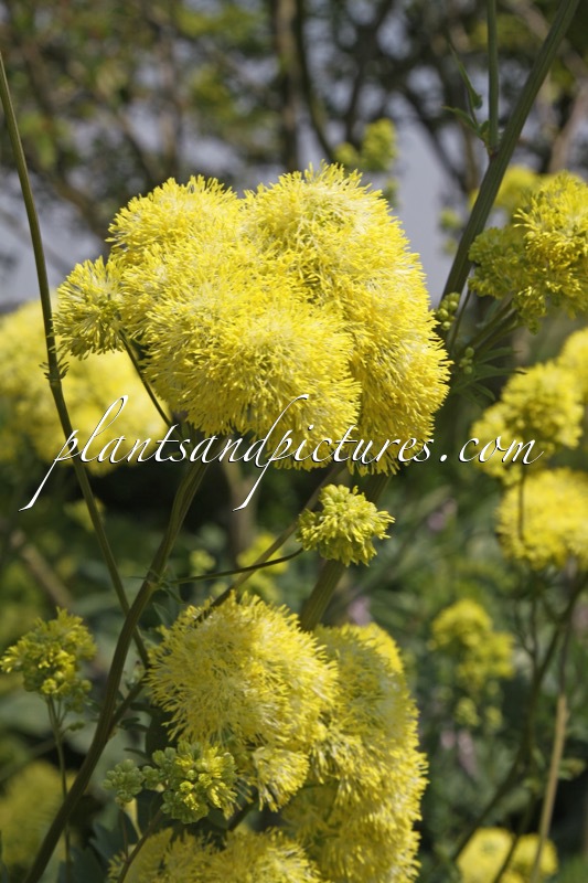 Thalictrum flavum subsp. glaucum