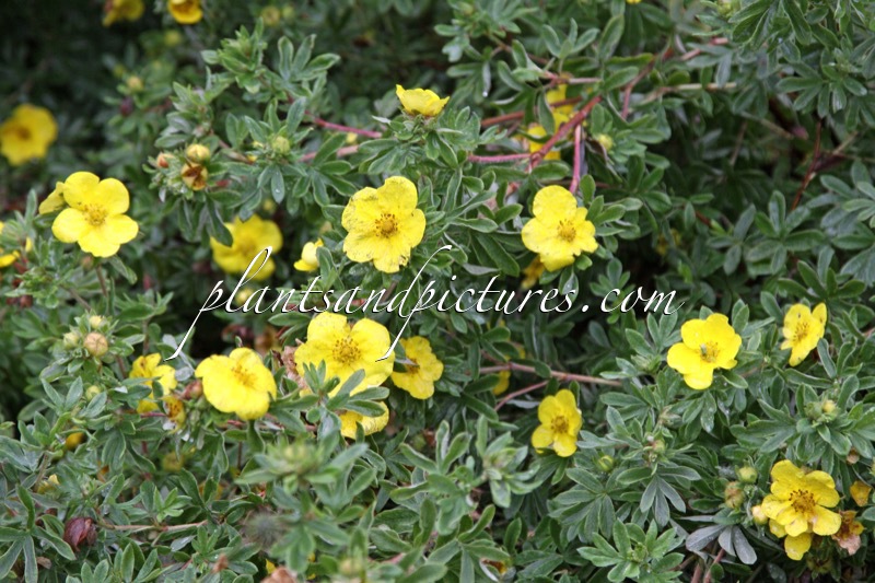 Potentilla fruticosa ‘Jolina’