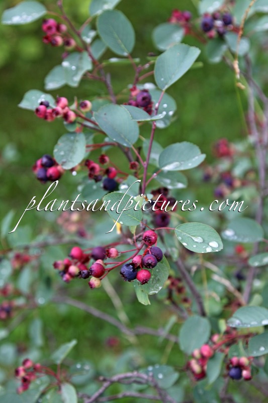 Amelanchier pumila