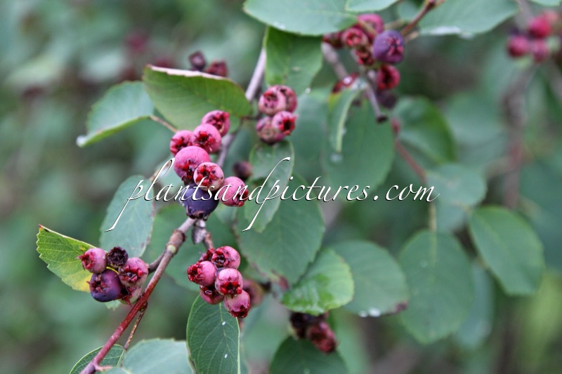 Amelanchier alnifolia var. semi-integrifolia