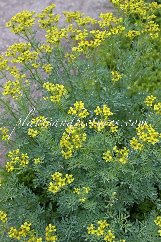 Ruta graveolens