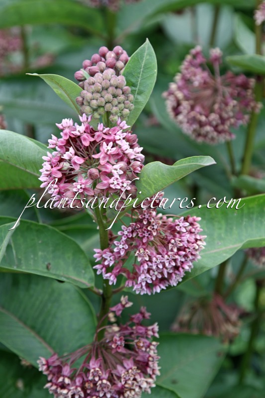 Asclepias syriaca