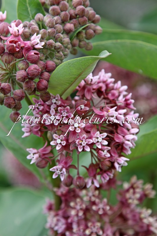 Asclepias syriaca