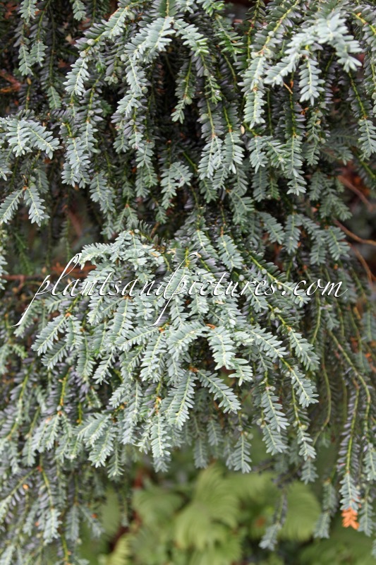 Taxus baccata ‘Adpressa’