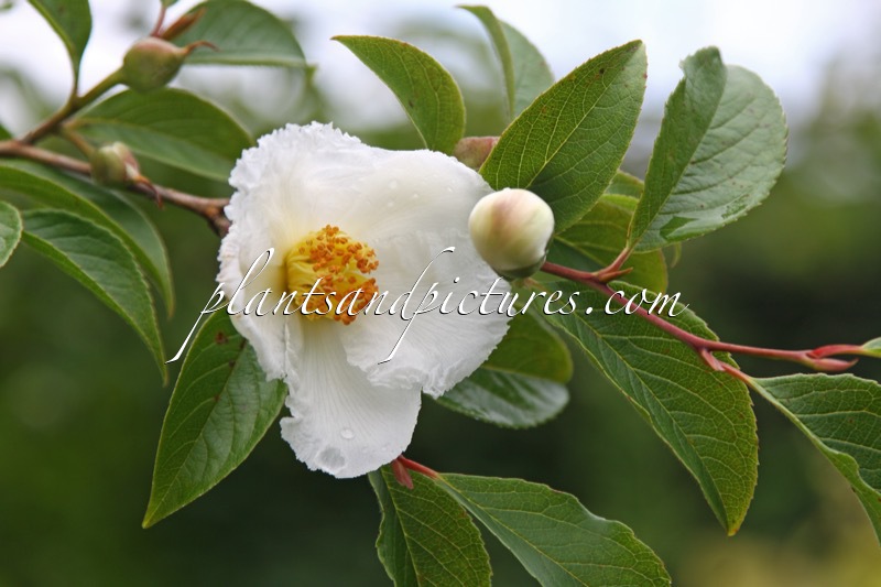 Stewartia pseudocamellia