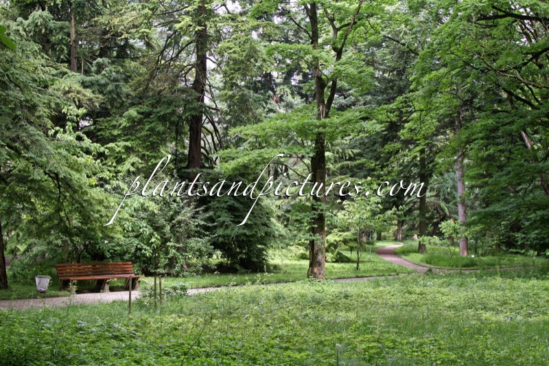 Botanischer Garten München