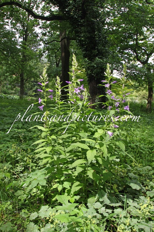 Campanula persicifolia