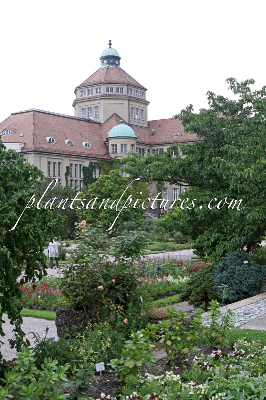 Botanischer Garten München
