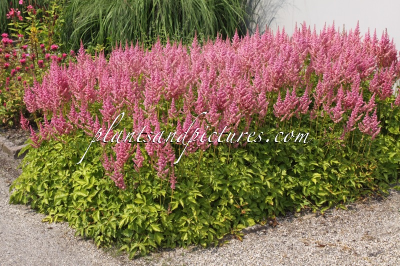 Astilbe chinensis ‘Vision in Pink’