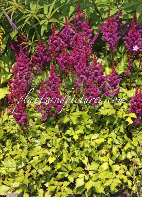 Astilbe chinensis ‘Vision in Red’