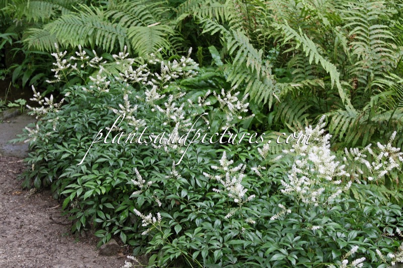 Astilbe chinensis