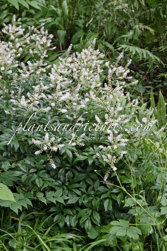 Astilbe chinensis