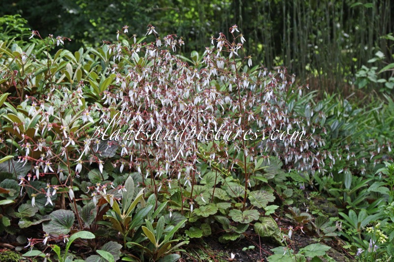 Saxifraga umbrosa