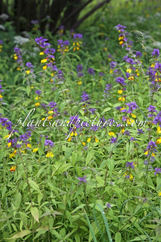 Melampyrum nemorosum