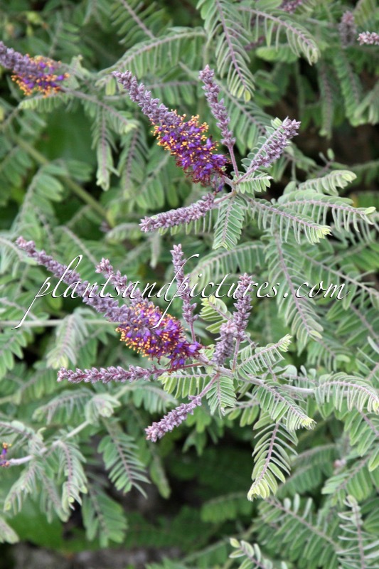 Amorpha canescens