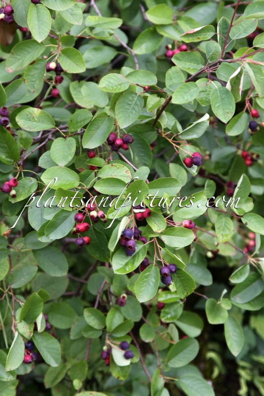 Amelanchier humilis