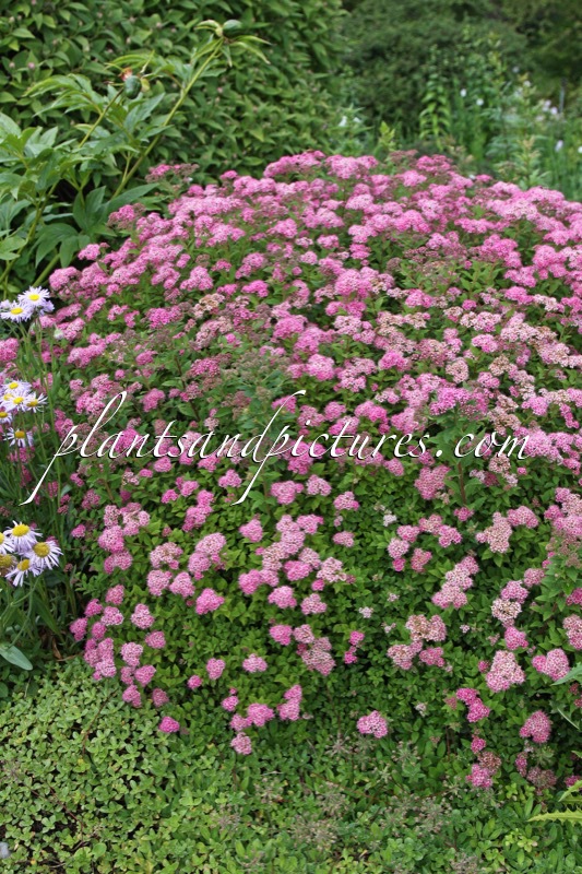 Spiraea japonica ‘Newport Dwarf’