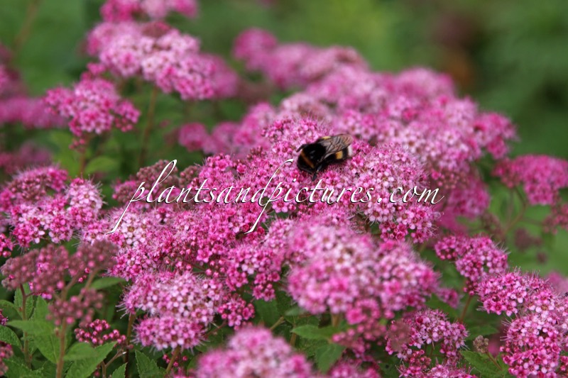 Spiraea japonica ‘Newport Dwarf’