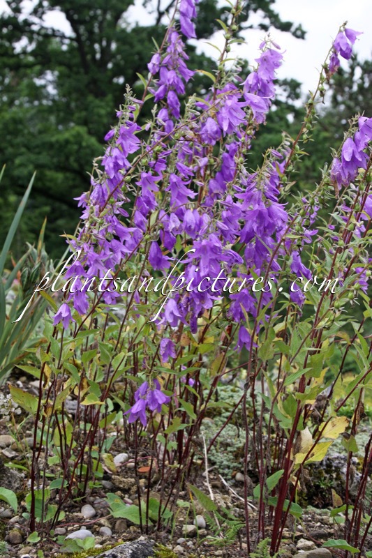 Campanula grossheimii