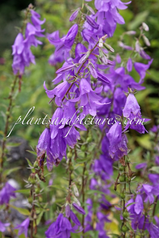 Campanula grossheimii