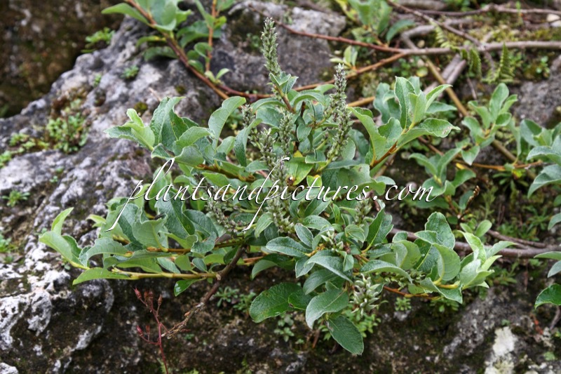 Salix pyrenaica