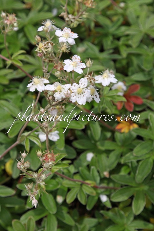 Potentilla alchemilloides
