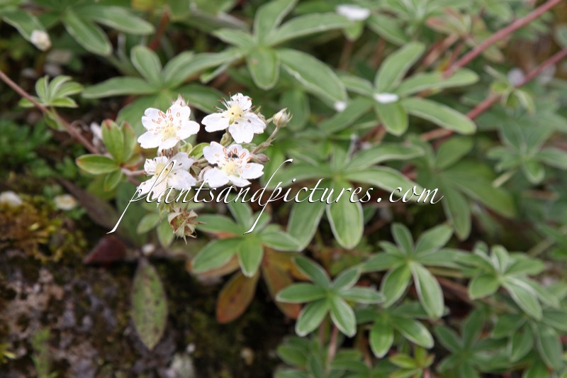 Potentilla alchemilloides