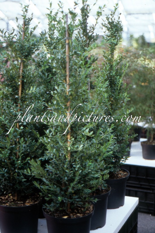 Buxus sempervirens ‘Raket’