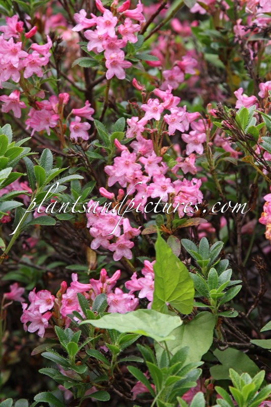 Rhododendron hirsutum
