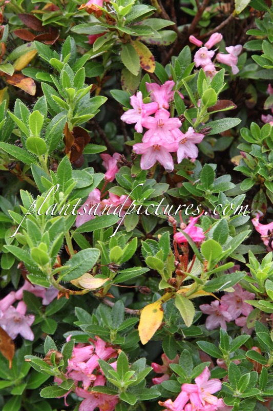 Rhododendron hirsutum