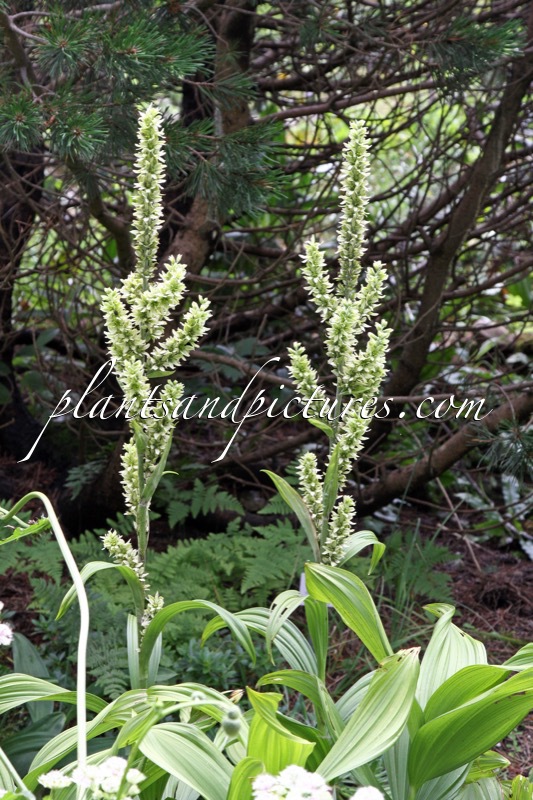 Veratrum album