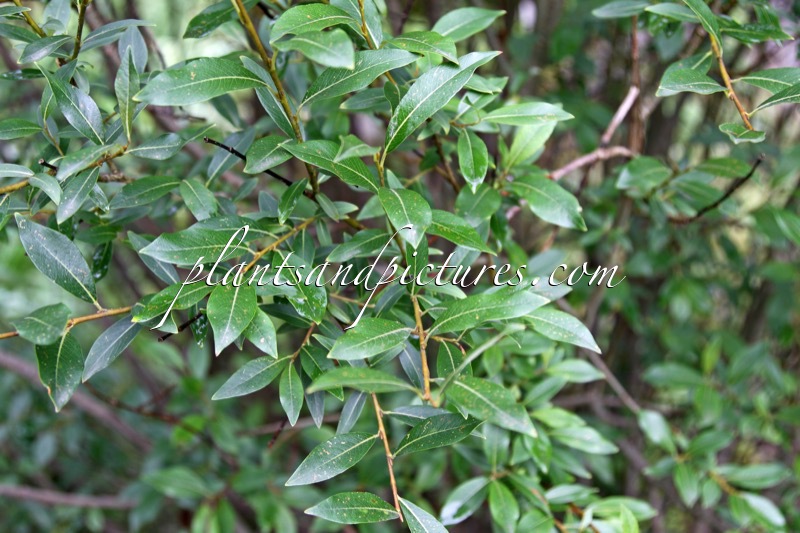 Salix arbusculoides