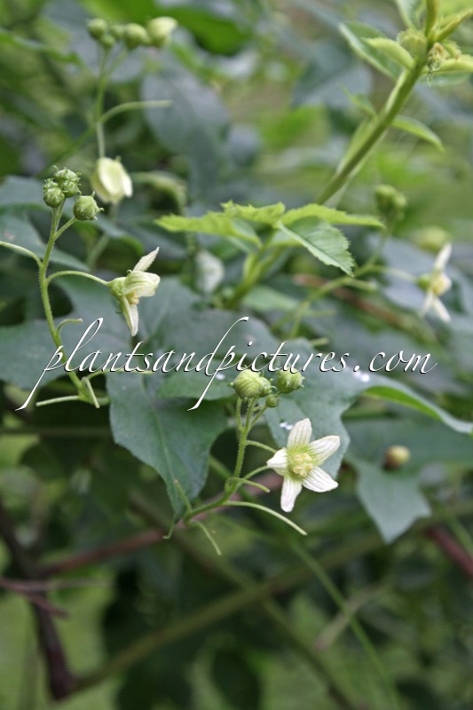 Bryonia dioica