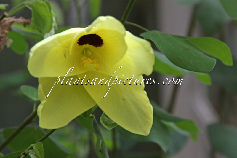 Bauhinia tomentosa
