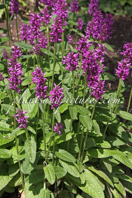 Betonica officinalis ‘Hummelo’