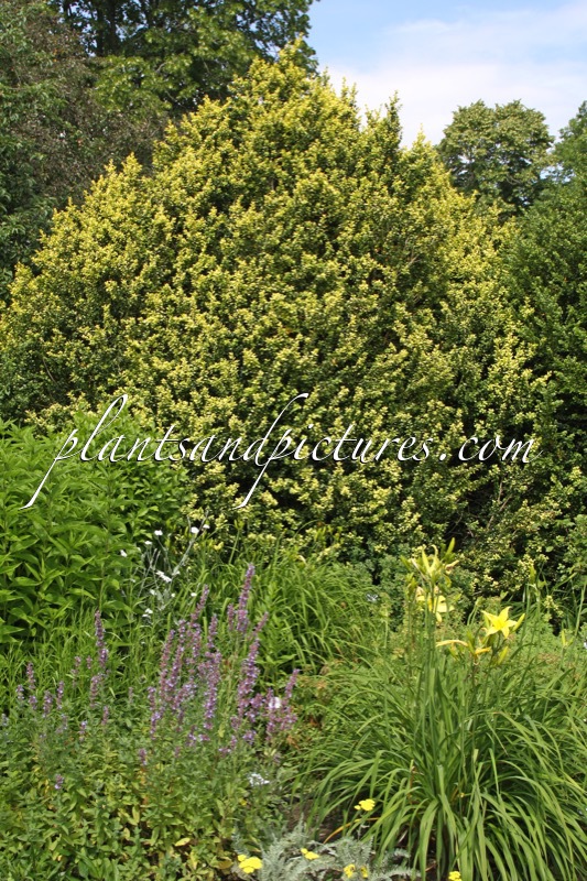 Buxus sempervirens ‘Latifolia Maculata’