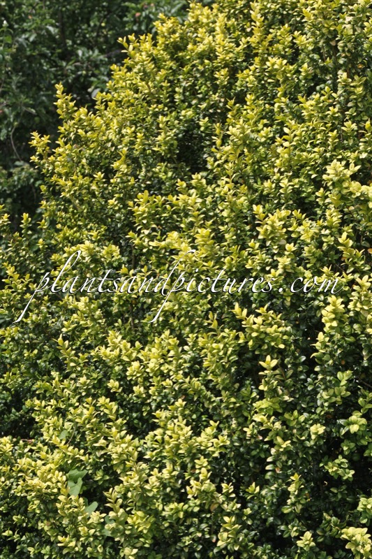 Buxus sempervirens ‘Latifolia Maculata’