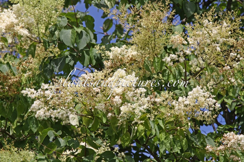 Syringa reticulata