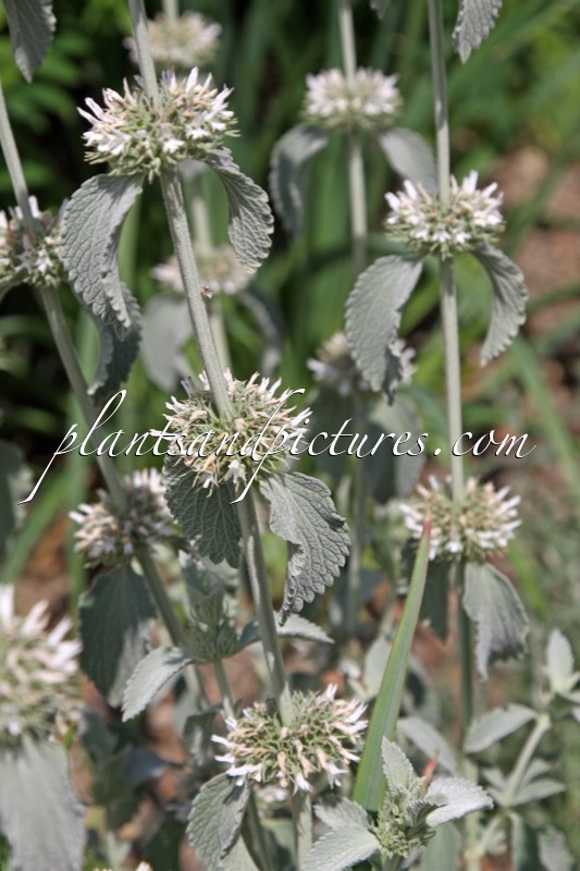Marrubium incanum