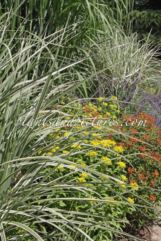 Miscanthus sinensis ‘Silberpfeil’ (+Sedum aizoon)