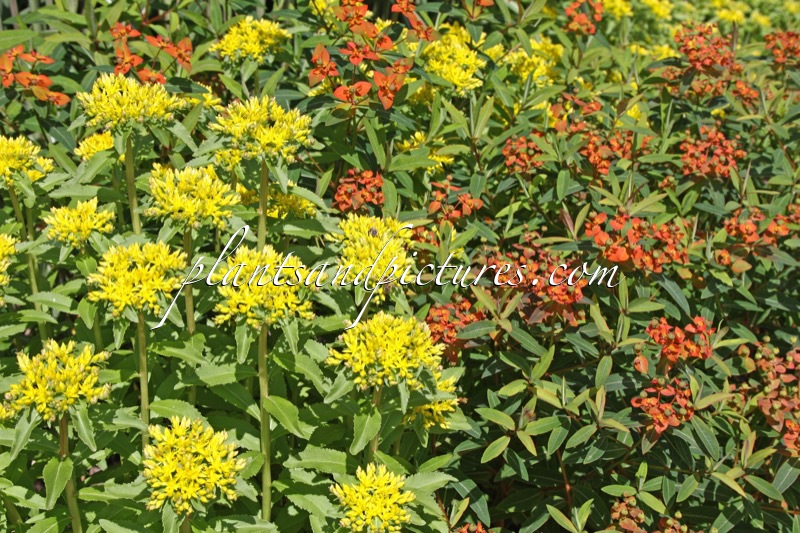 Sedum aizoon (+Euphorbia griffithii ‘Fireglow’)