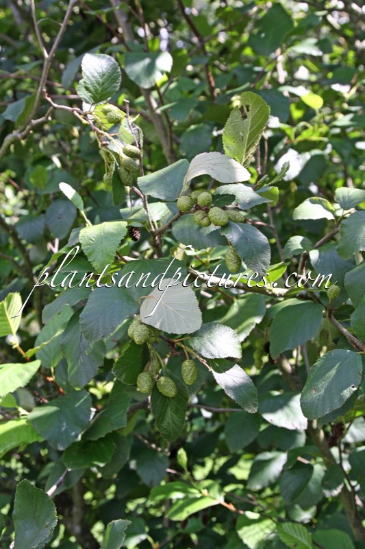 Alnus alnobetula subsp. sinuata