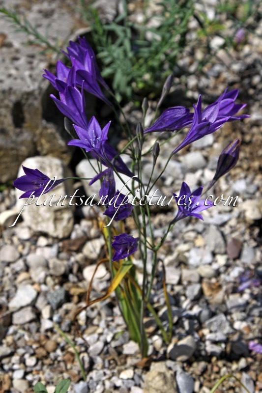 Triteleia laxa ‘Koningin Fabiola’
