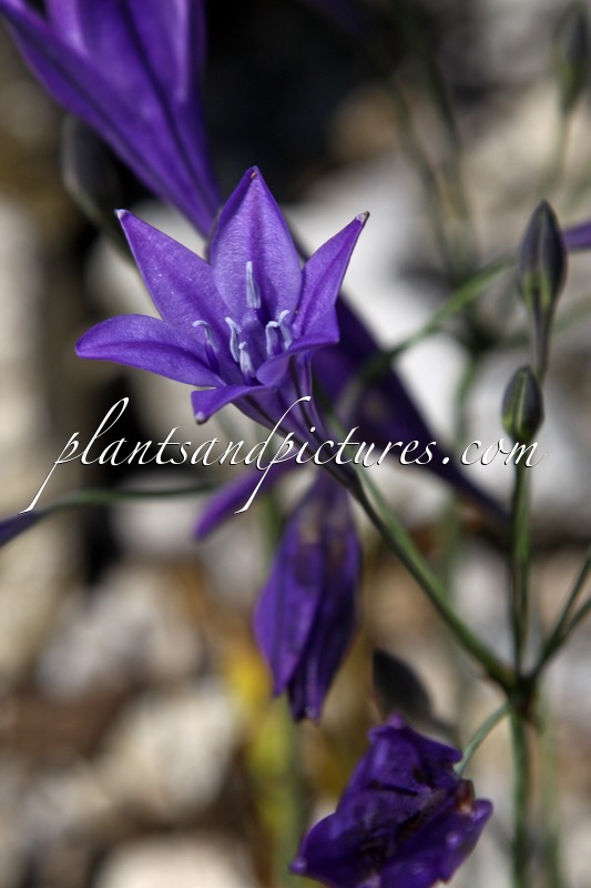 Triteleia laxa ‘Koningin Fabiola’
