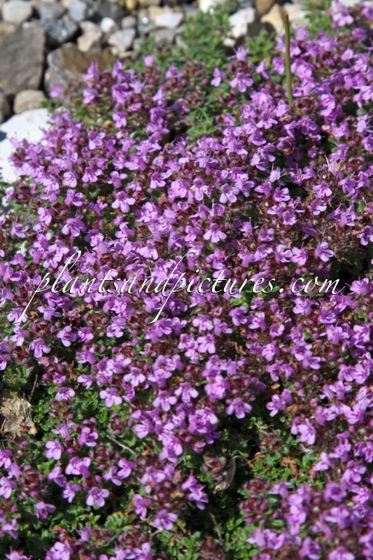Thymus praecox ‘Coccineus’