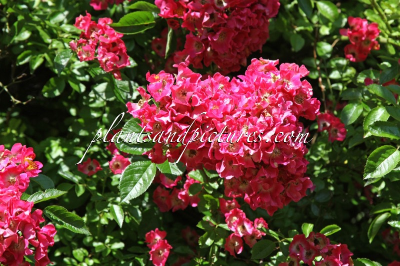 Rosa ‘Maria Lisa’