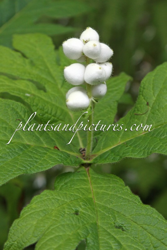 Triosteum pinnatifidum