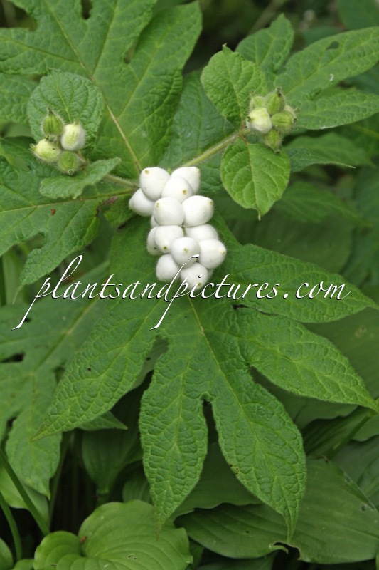 Triosteum pinnatifidum